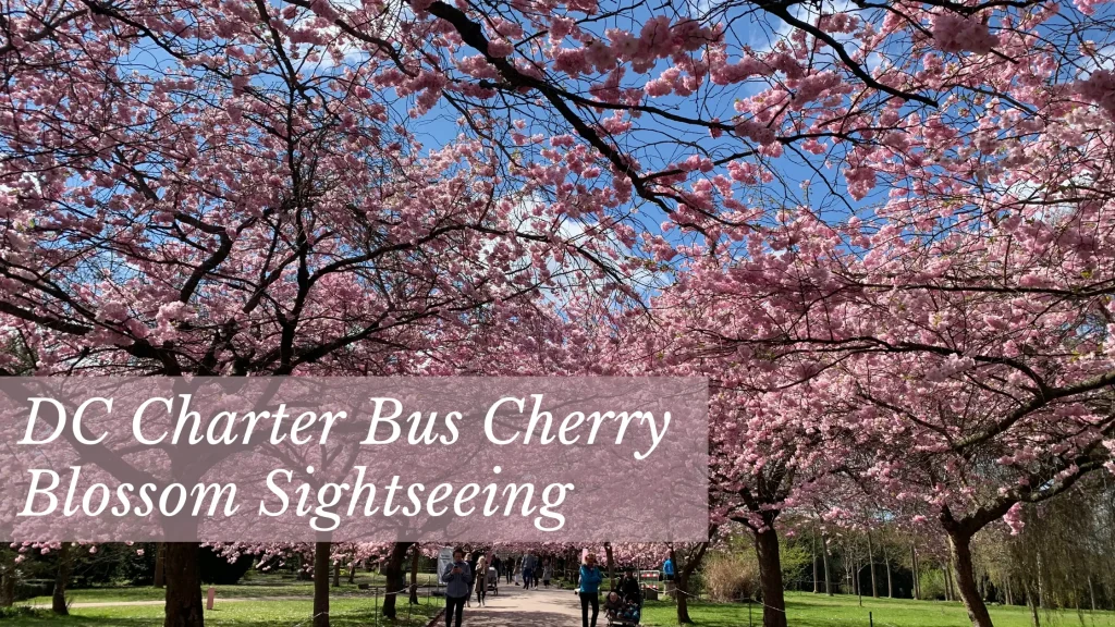 cherry blossom DC charter bus